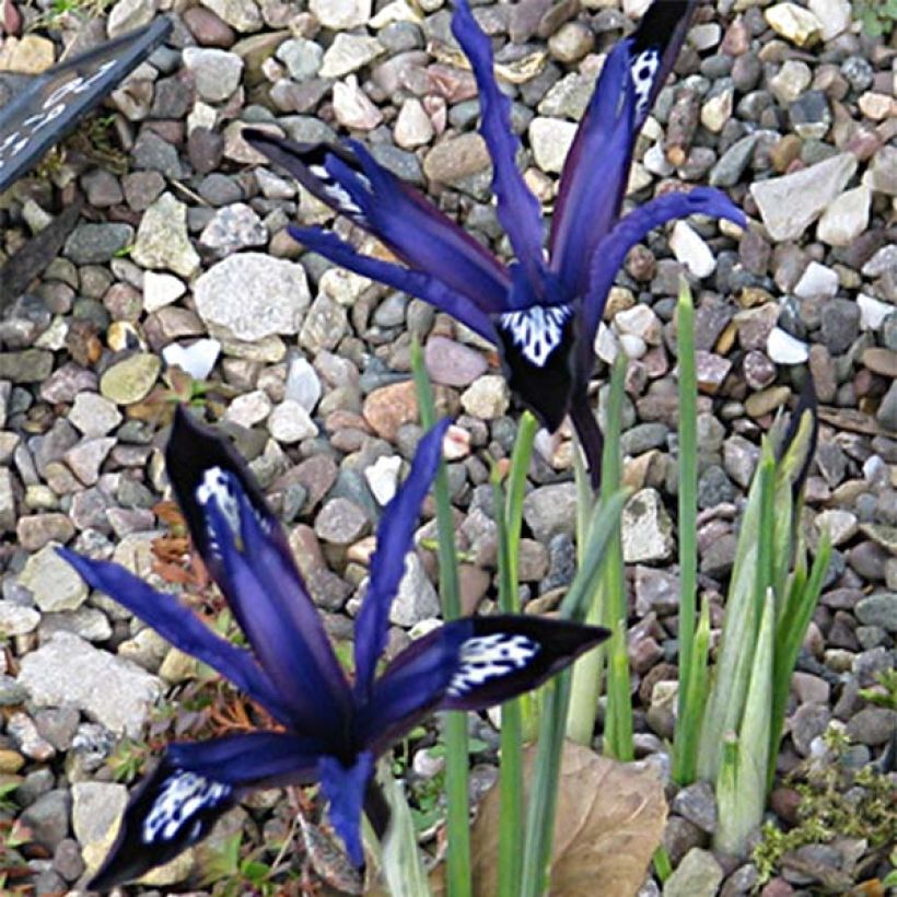 Iris reticulata Blue Note - Netiris (Groeiplaats)