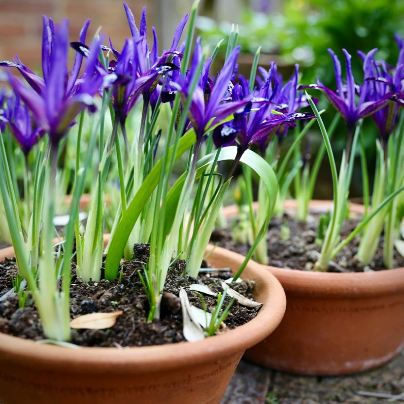 Iris reticulata Blue Note - Netiris (Groeiplaats)