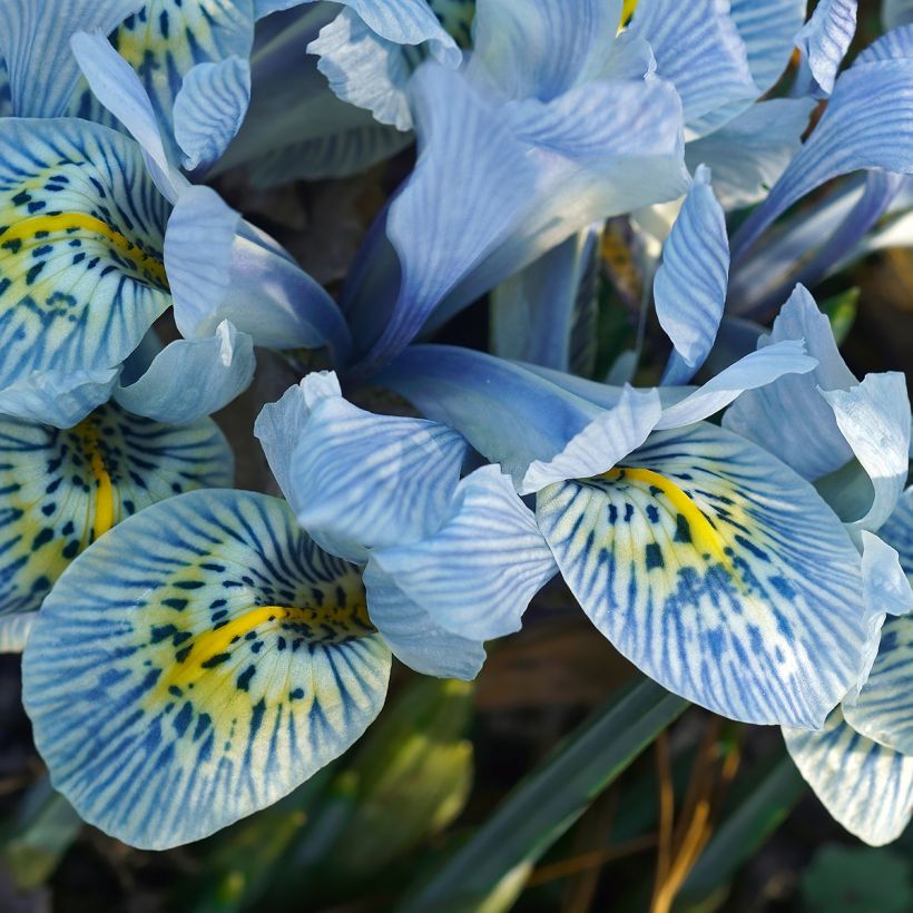 Iris reticulata Katharina Hodgkin (Bloei)
