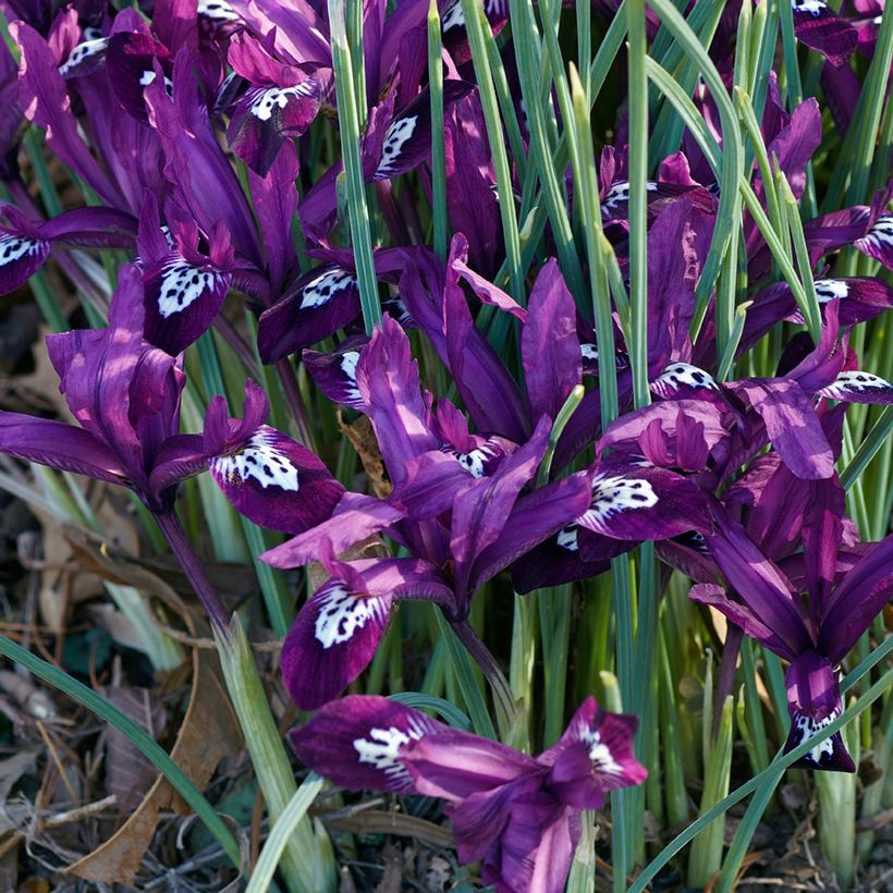 Iris reticulata Pauline - Netiris (Groeiplaats)