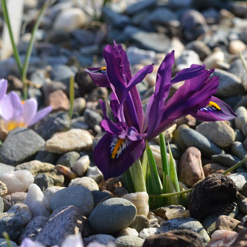 Iris reticulata Scent Sational - Netiris (Groeiplaats)