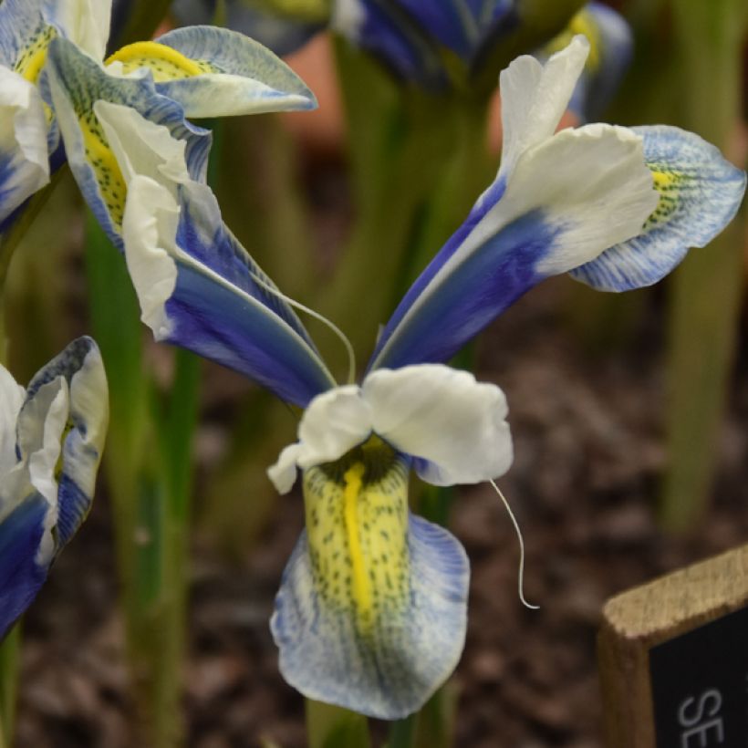 Iris reticulata Sea Breeze - Netiris (Bloei)