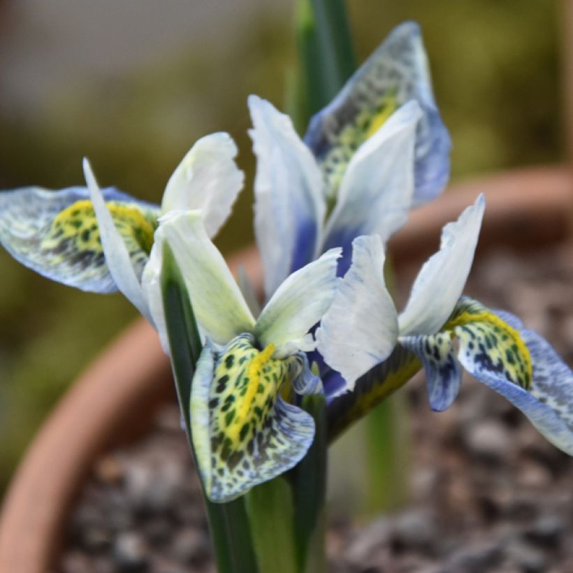 Iris reticulata Splish Splash - Netiris (Bloei)