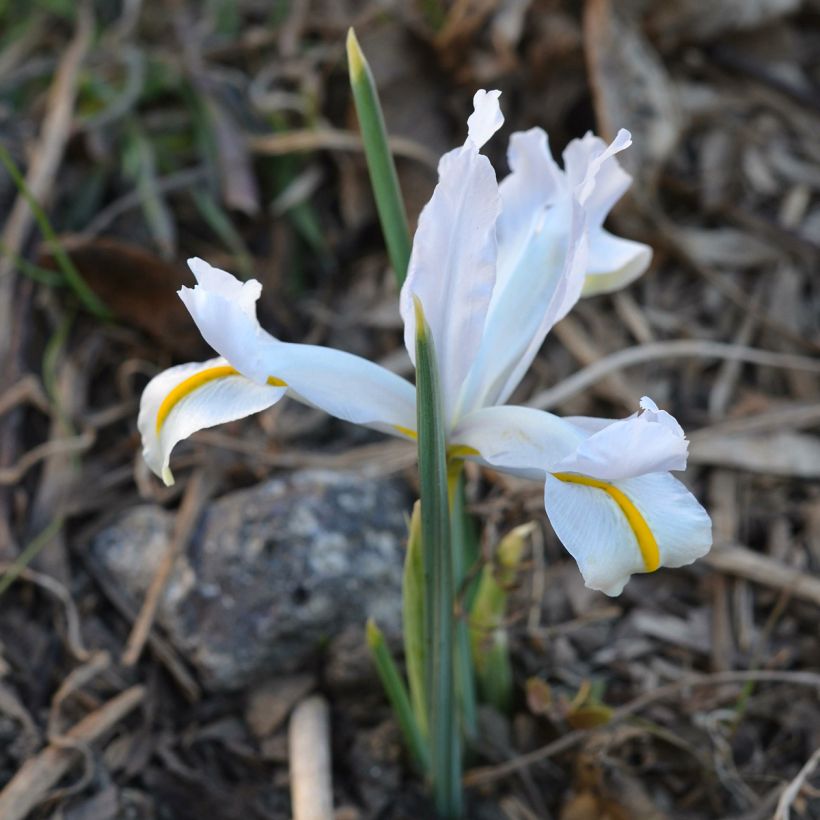 Iris reticulata White Caucasus - Netiris (Groeiplaats)