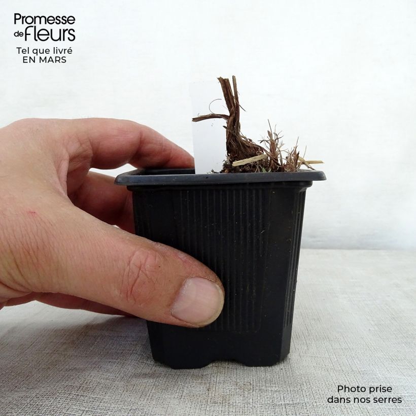 Exemplaar van Iris robusta Dark Aura Kweekpotje van 8/9 cm zoals geleverd in de lente