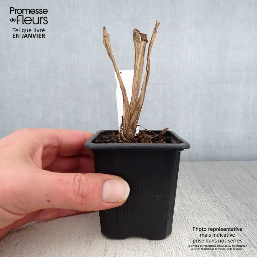 Example of Iris robusta Dark Aura  Kweekpotje van 8/9 cm as you get in hiver