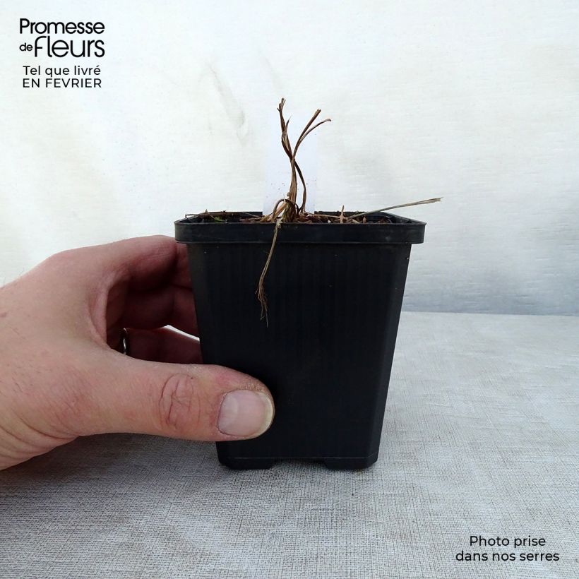 Example of Iris setosa - Iris d'Alaska Kweekpotje van 8/9 cm as you get in hiver