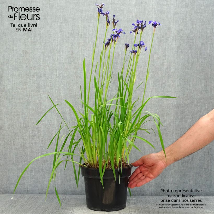 Exemplaar van Iris sibirica Fran's gold - Siberische iris Pot van 2 l/3 l zoals geleverd in de lente