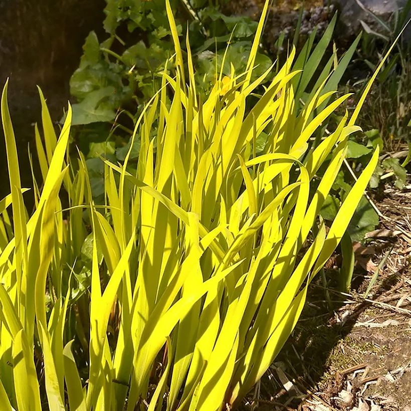 Iris sibirica Fran's gold - Siberische iris (Blad)