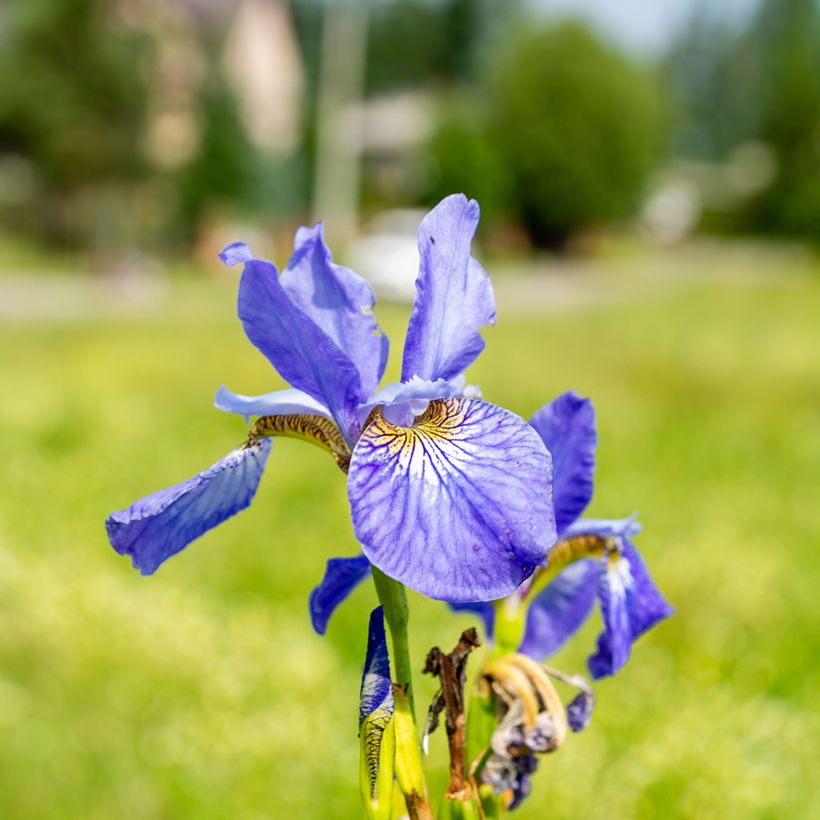 Iris sibirica Fran's gold - Siberische iris (Bloei)