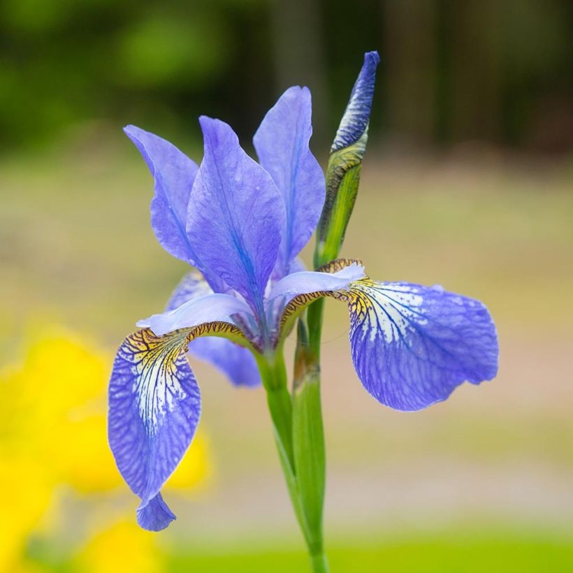 Iris sibirica Blue Moon - Siberische iris (Flowering)