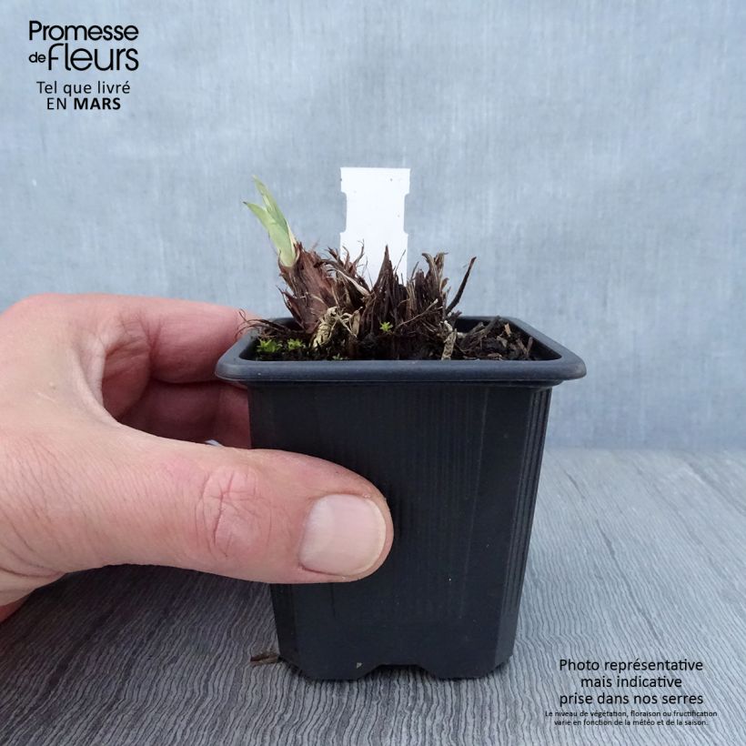 Exemplaar van Iris sibirica Concord Crush - Siberische iris Kweekpotje van 8/9 cm zoals geleverd in de lente
