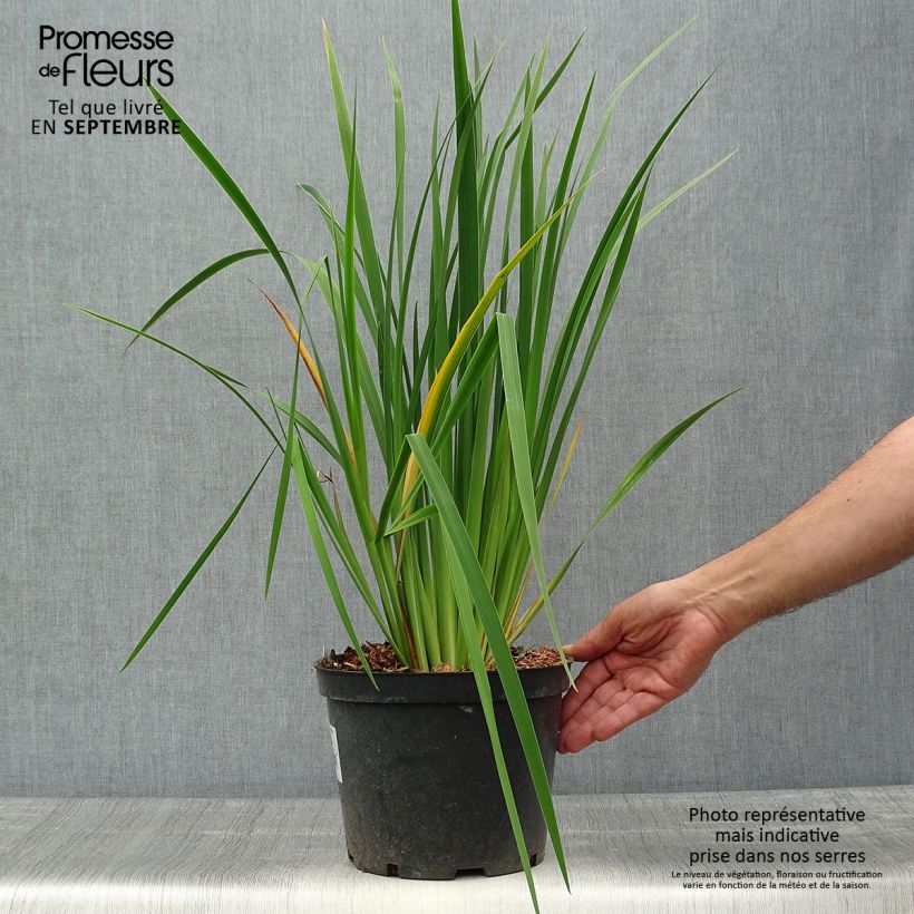 Exemplaar van Iris sibirica Fran's gold - Siberische iris Pot van 2 l/3 l zoals geleverd in de herfst