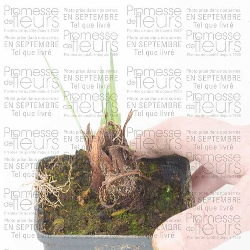 Voorbeeld van een exemplaar van Iris sibirica Lemon Veil - Siberische iris Kweekpotje van 8/9 cm zoals geleverd