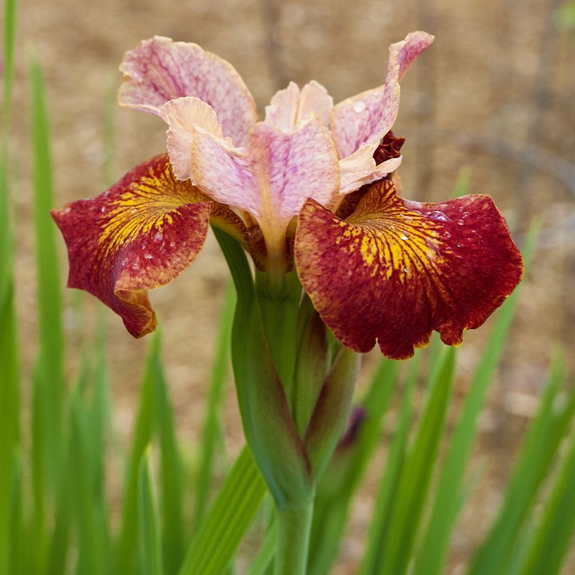 Iris sibirica Paprikash - Siberische iris (Bloei)