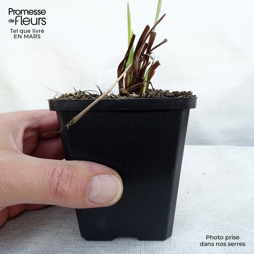 Example of Iris sibirica Perry's Blue - Iris de Sibérie Kweekpotje van 8/9 cm as you get in hiver