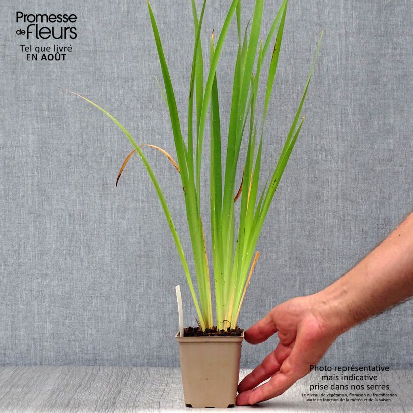 Exemplaar van Iris sibirica Persimmon - Siberische iris Kweekpotje van 8/9 cm zoals geleverd in de zomer
