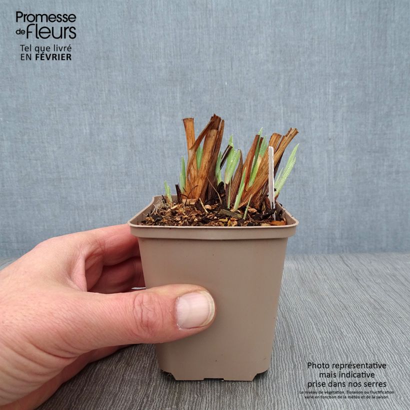 Example of Iris sibirica Persimmon - Siberische iris Kweekpotje van 8/9 cm as you get in hiver