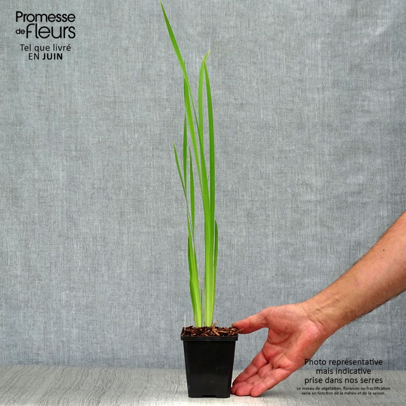 Exemplaar van Iris sibirica now Queen - Siberische iris Kweekpotje van 8/9 cm zoals geleverd in de zomer
