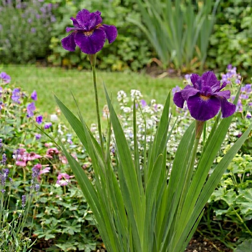 Iris sibirica Spindazzle - Siberische iris (Groeiplaats)