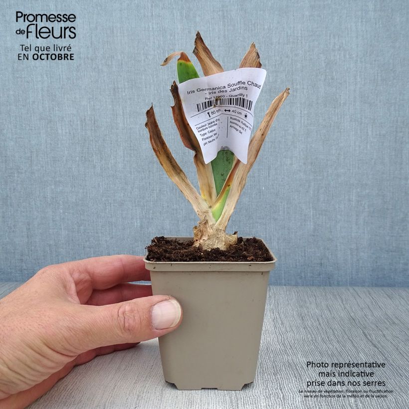 Exemplaar van Iris Germanica Souffle Chaud - Iris des Jardins Godet de 8/9 cm zoals geleverd in de herfst