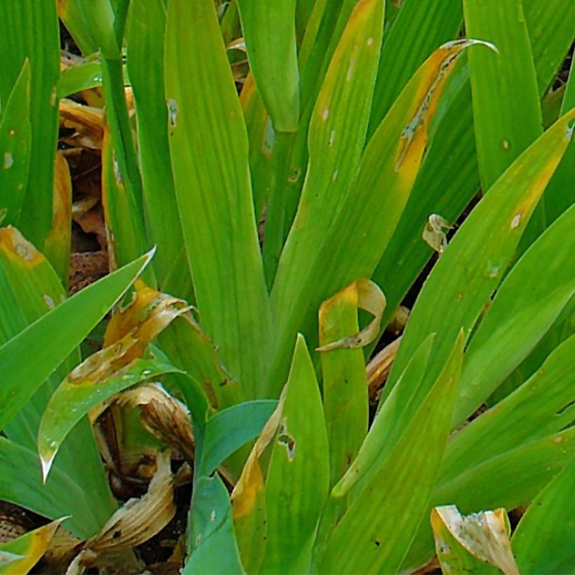 Iris tectorum - Dakiris (Blad)