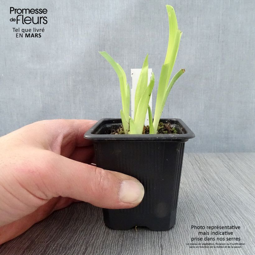 Exemplaar van Iris tectorum - Dakiris Kweekpotje van 8/9 cm zoals geleverd in de lente