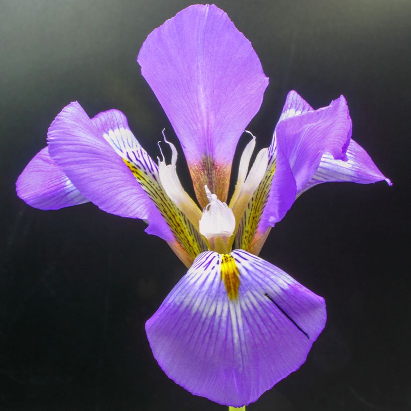 Iris unguicularis - Winteriris (Bloei)