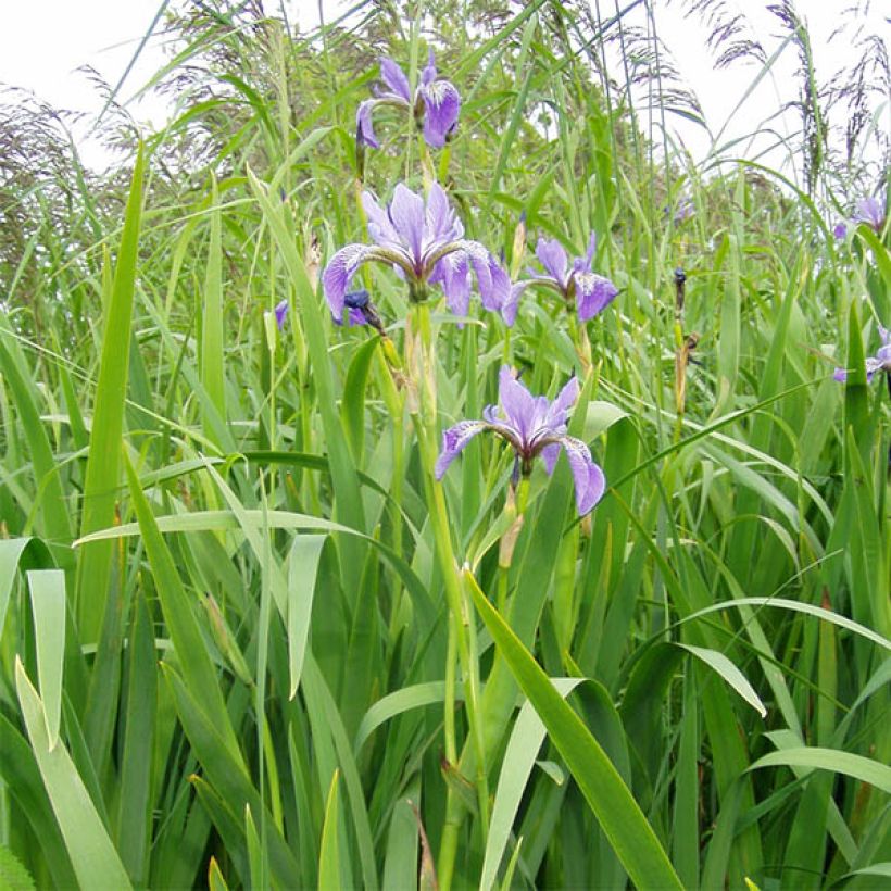 Iris versicolor - Noord-Amerikaanse iris (Plant habit)