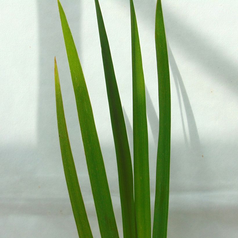 Iris versicolor Kermesina - Moerasiris (Foliage)