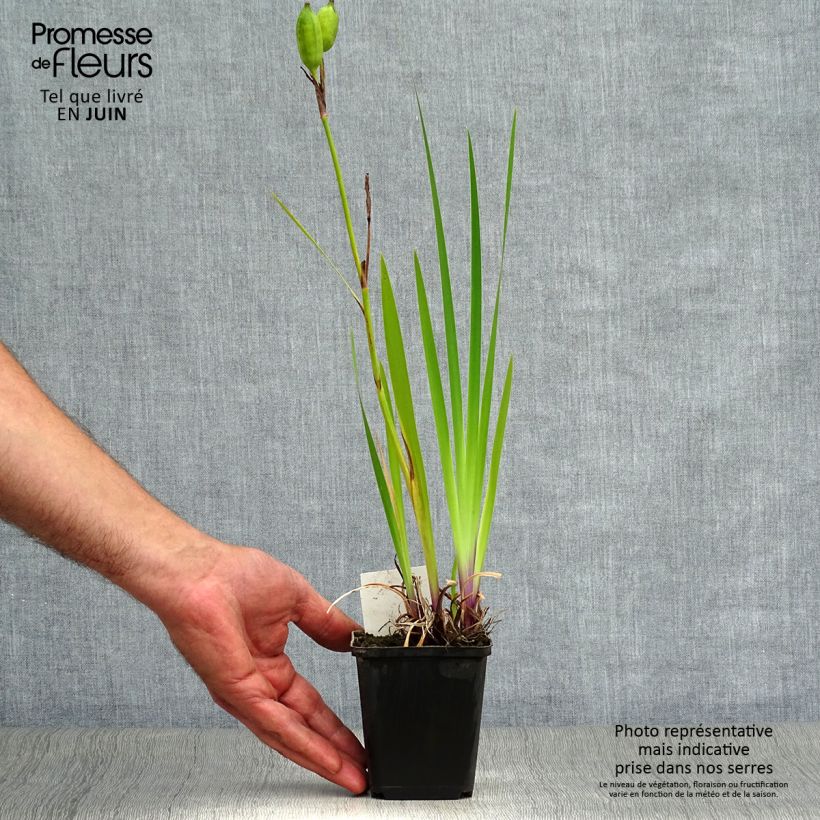 Exemplaar van Iris versicolor Kermesina - Moerasiris Kweekpotje van 8/9 cm zoals geleverd in de zomer