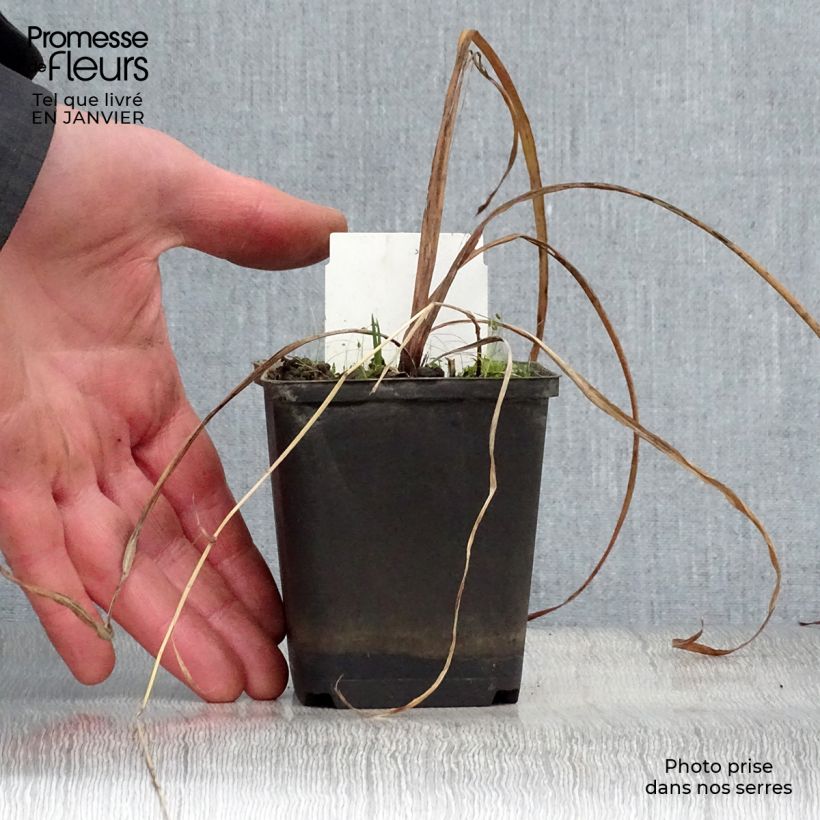 Example of Iris versicolor Kermesina - Iris des marais Kweekpotje van 8/9 cm as you get in hiver