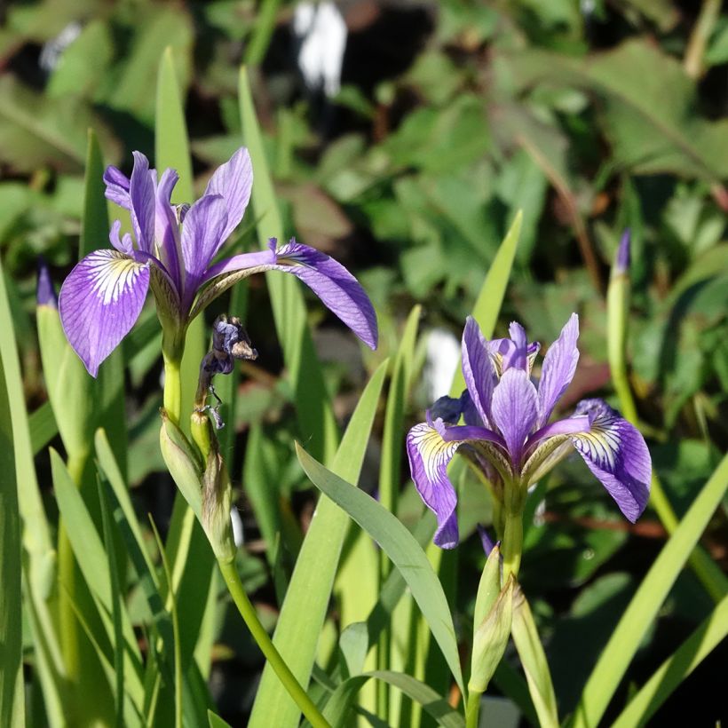 Iris versicolor Variegata - Moerasiris bont (Bloei)