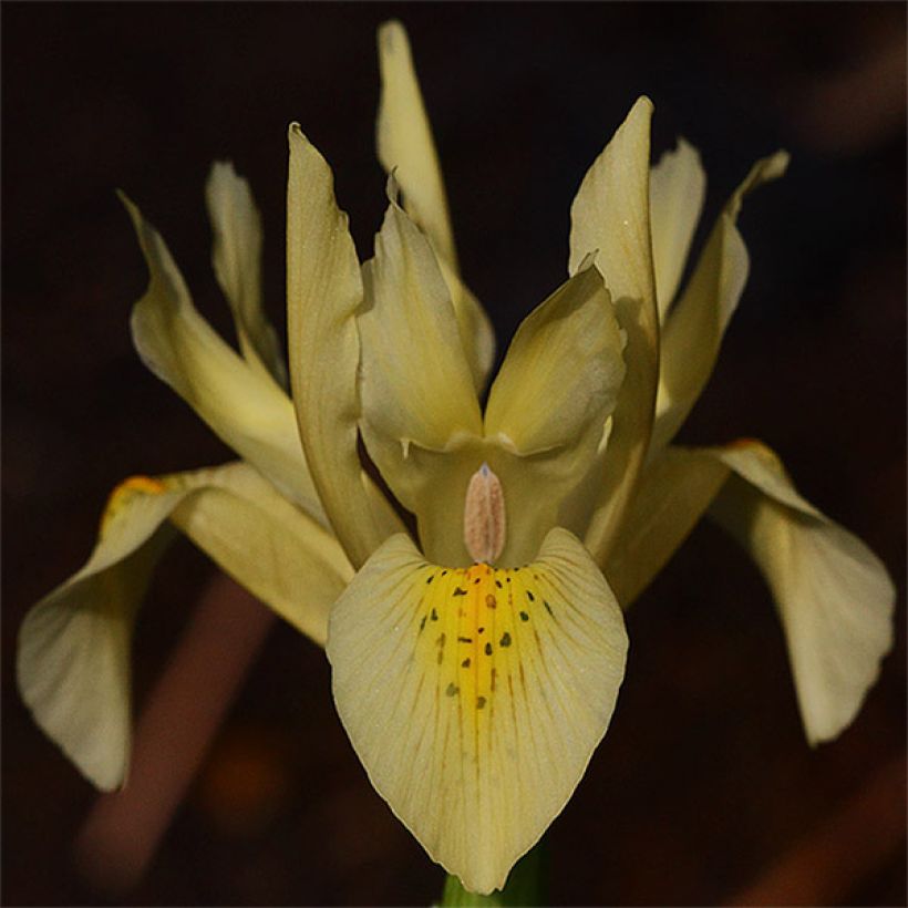 Iris winogradowii (Bloei)