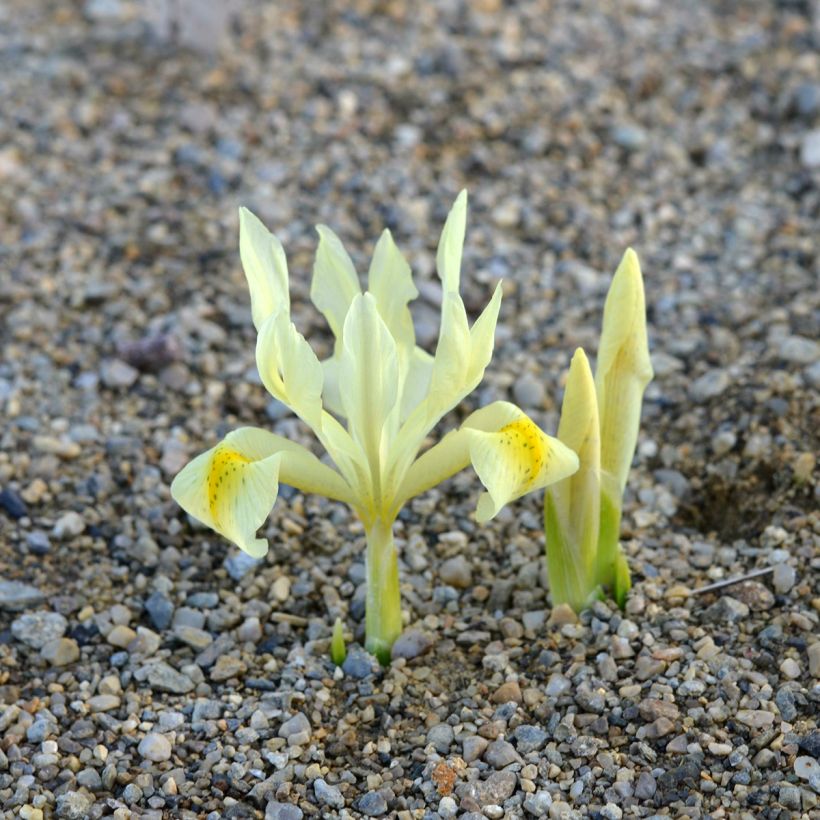 Iris winogradowii (Groeiplaats)
