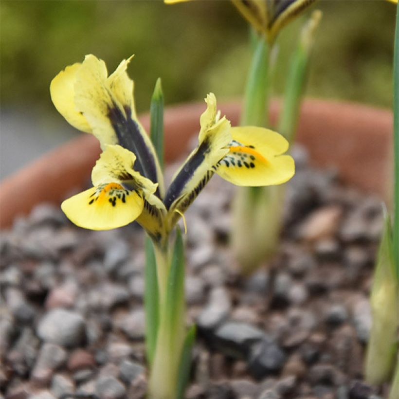 Iris reticulata Orange Glow - Netiris (Groeiplaats)