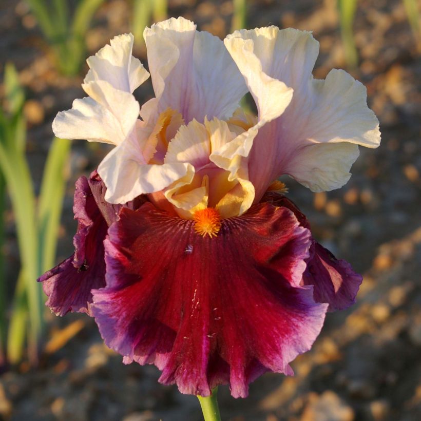 Iris germanica Dance Hall Dandy - Baardiris (Bloei)