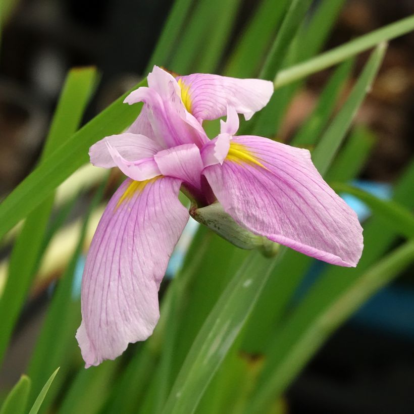 Iris laevigata Rose Queen - Japanse iris (Bloei)