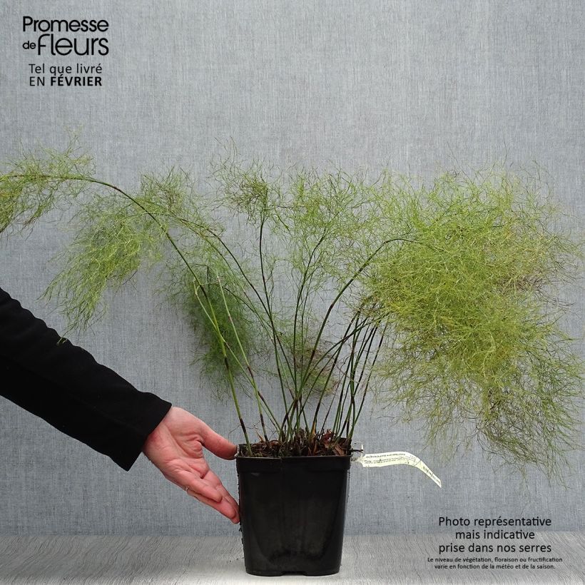 Example of Ischyrolepis subverticillata - Restio Pot van 2 l/3 l as you get in hiver