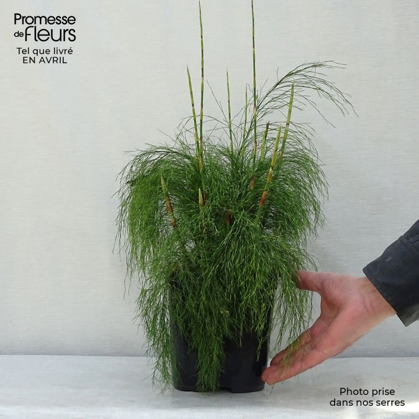 Exemplaar van Ischyrolepis subverticillata - Restio Pot van 2 l/3 l zoals geleverd in de lente