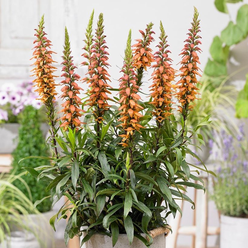 Isoplexis Bella - Canarisch vingerhoedskruid (Plant habit)