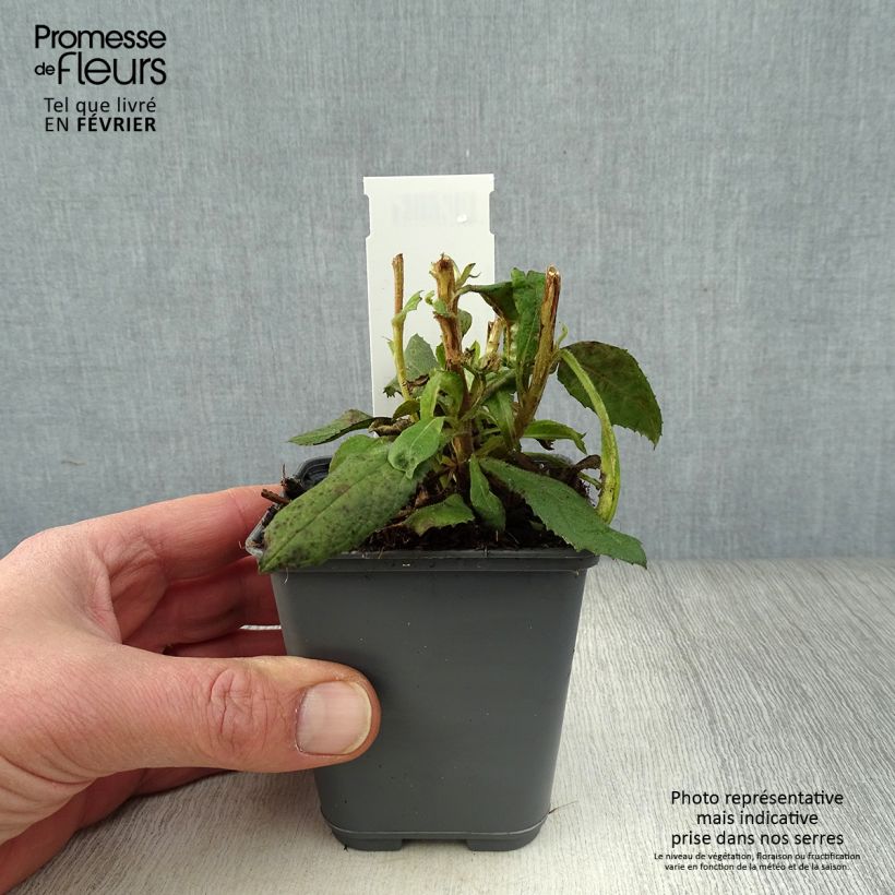 Example of Isoplexis Bella - Canarisch vingerhoedskruid Kweekpotje van 8/9 cm as you get in hiver