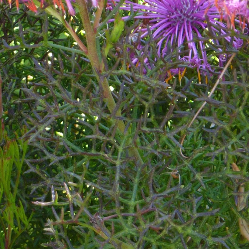Isopogon formosus - Roze kegeldistel (Foliage)