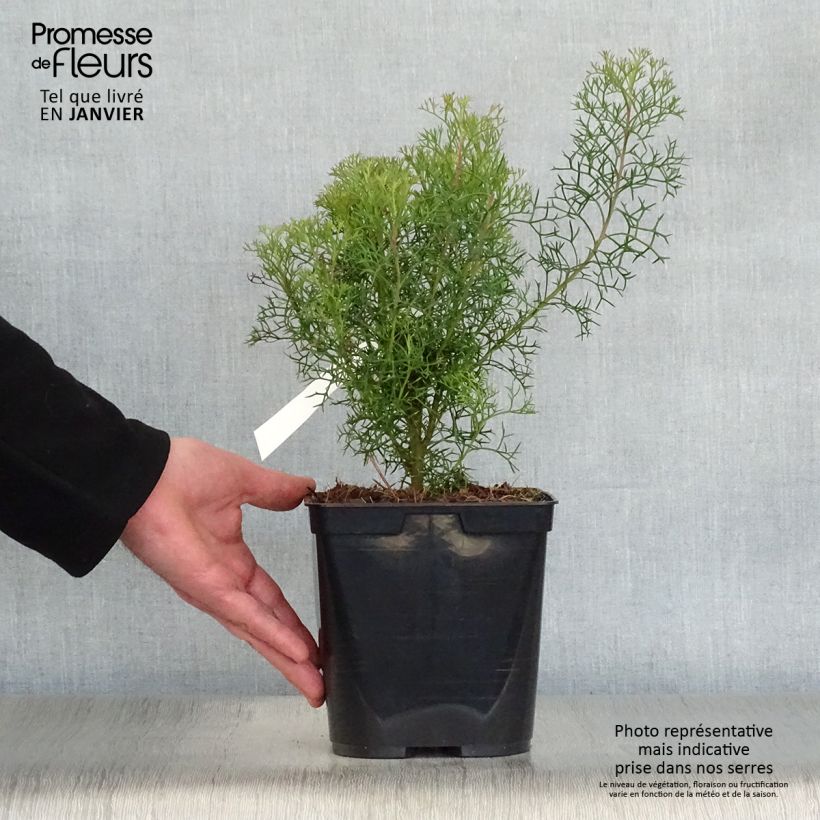 Example of Isopogon formosus Pot van 3 l/4 l as you get in hiver