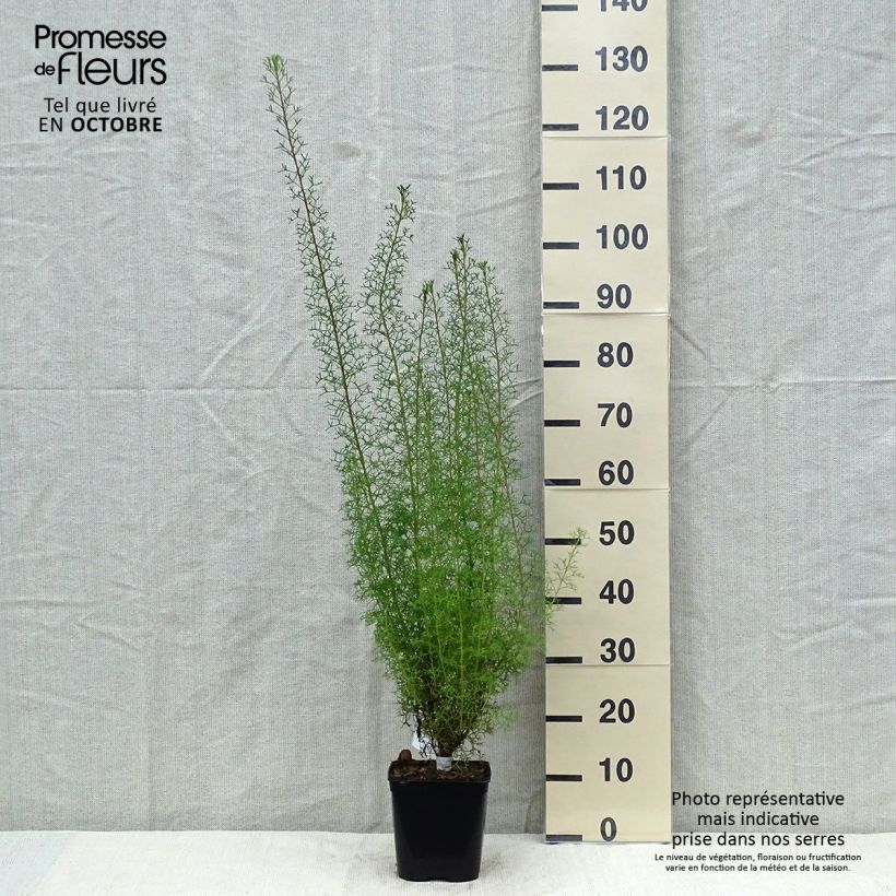 Exemplaar van Isopogon formosus - Roze kegeldistel Pot van 3 l/4 l zoals geleverd in de herfst