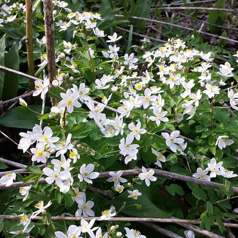 Isopyrum thalictroides (Groeiplaats)