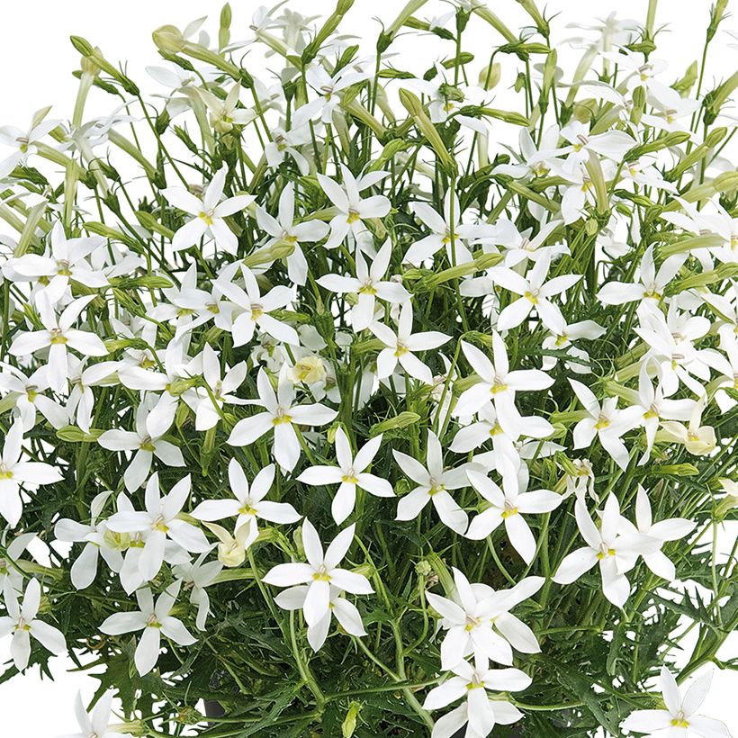 Isotoma Wendys White - Laurentia (Bloei)