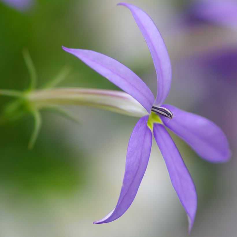 Isotoma Stella Blue - Laurentia (Flowering)