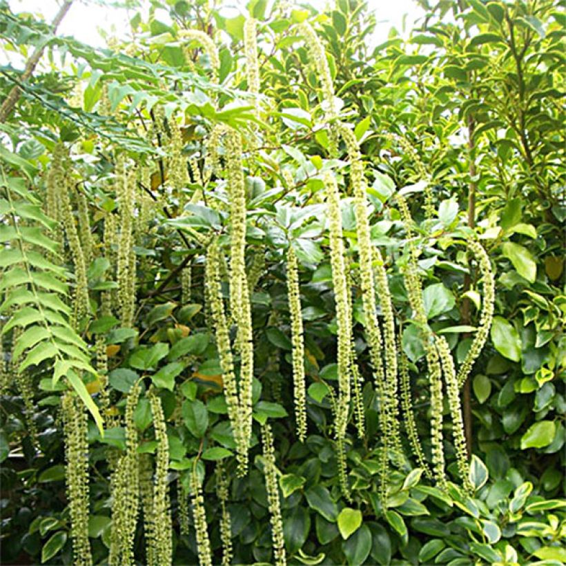 Itea ilicifolia - Bloemwilg (Plant habit)