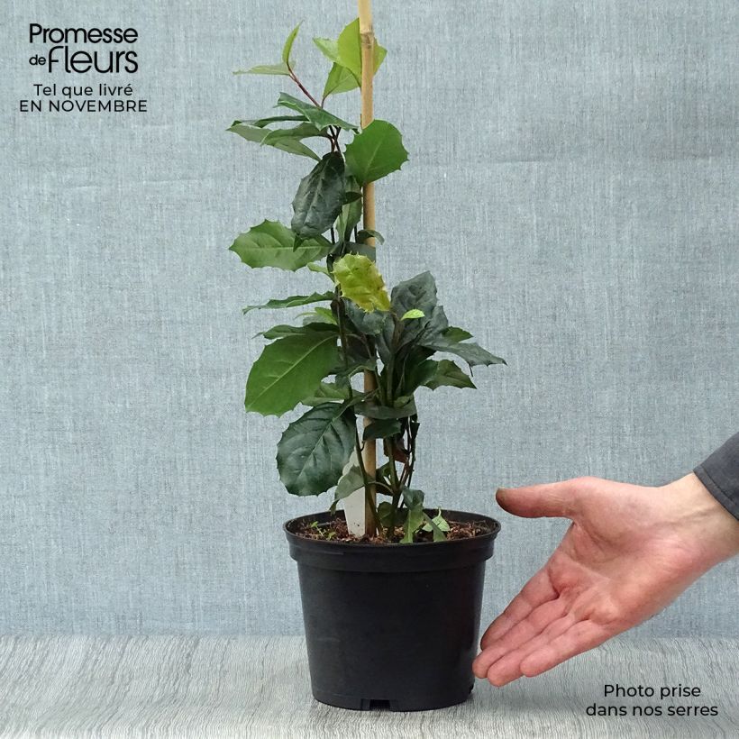 Exemplaar van Itea ilicifolia - Bloemwilg Pot van 2 l/3 l zoals geleverd in de herfst
